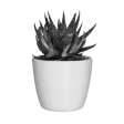 A succulent. Used as the Garden icon.